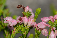 Erica brevifolia