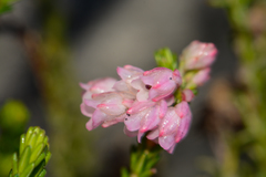 Erica brevifolia