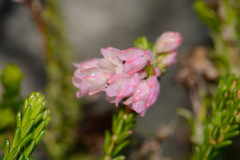 Erica brevifolia
