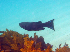 Olisthops cyanomelas