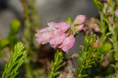 Erica brevifolia