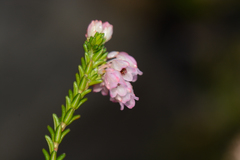 Erica brevifolia