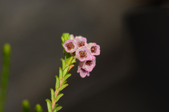 Erica brevifolia