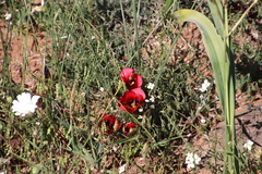 Romulea sabulosa
