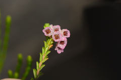 Erica brevifolia