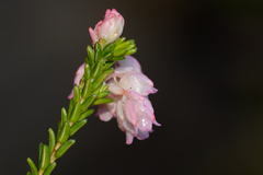 Erica brevifolia