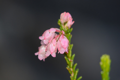 Erica brevifolia