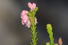 Erica brevifolia