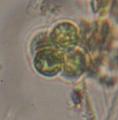 Pandorina