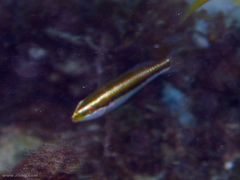 Stethojulis interrupta