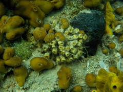 Cladocora caespitosa