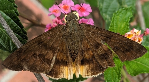 Yellow-tipped Flasher