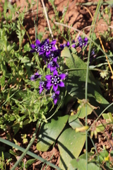 Lapeirousia oreogena