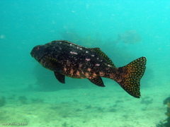 Aplodactylus lophodon