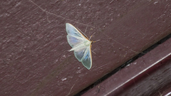 Stemorrhages sericea