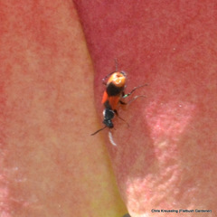 Anthocomus equestris