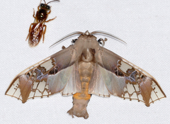 Parathyris cedonulli