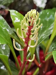 Peperomia pernambucensis