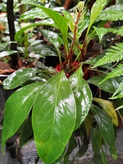 Peperomia pernambucensis