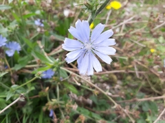 Cichorium intybus