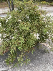 Quercus georgiana