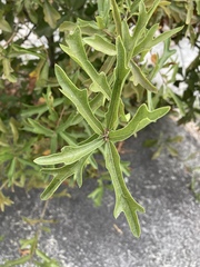 Quercus georgiana