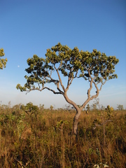Vochysiaceae