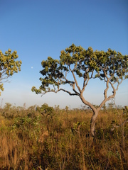 Vochysiaceae