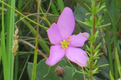 Sabatia grandiflora