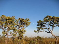 Vochysiaceae