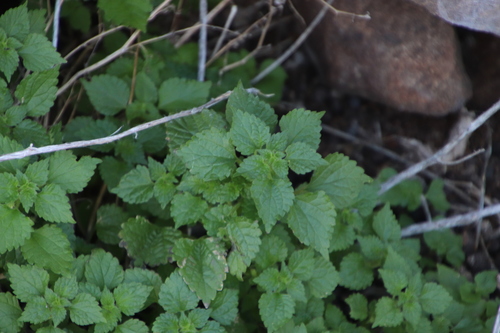 Image of Didymodoxa capensis by (c) Tony Rebelo, some rights reserved (CC BY-SA)