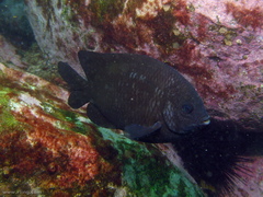 Parma oligolepis
