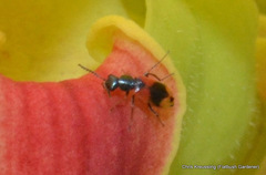 Anthocomus equestris