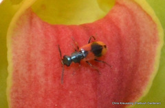 Anthocomus equestris