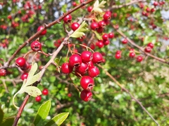 Crataegus