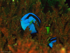 Paracanthurus hepatus