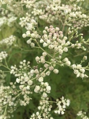 Eupatorium perfoliatum