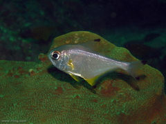 Pempheris affinis
