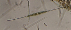 Closterium setaceum