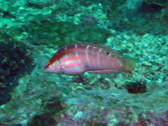 Coris dorsomacula