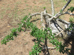 Pachypodium saundersii
