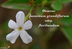 Jasminum grandiflorum