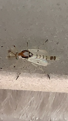 Coelotanypus tricolor