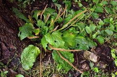 Plantago major