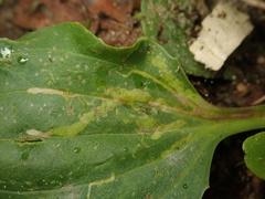 Phytomyza griffithsi