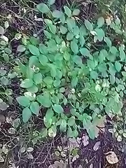 Vaccinium myrtillus