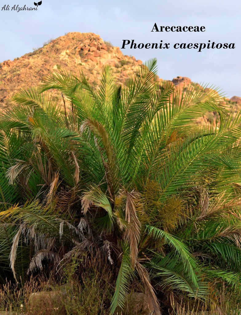 Phoenix caespitosa