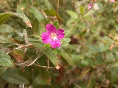 Epilobium