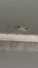 Coelotanypus tricolor