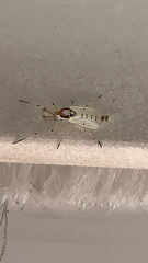 Coelotanypus tricolor